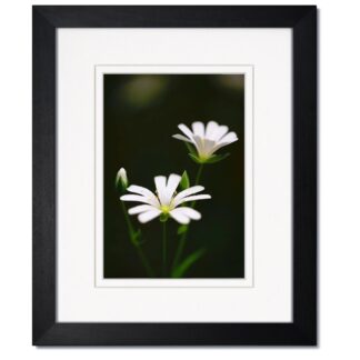 New Gallery Black Wood Frame with White/White Mat